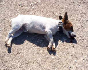 Νεκρός σε τροχαίο σκύλος που εγκαταλείφθηκε από την ιδιοκτήτρια του στον Ασπρόπυργο