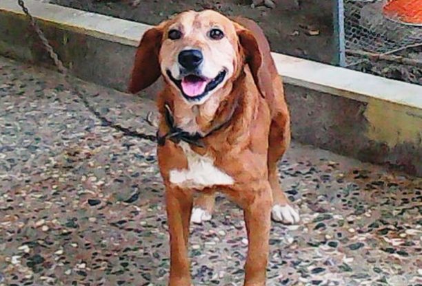 Χάθηκε σκύλος στην περιοχή Ατσαλένιου Ηρακλείου Κρήτης