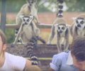Τίποτα δεν συγκρίνεται με την αληθινή σκλαβιά των ζώων στο Αττικό Ζωολογικό Πάρκο (βίντεο)