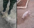 Τραγική παραμένει η κατάσταση με τα άρρωστα σκυλιά στο στρατόπεδο στον Αυλώνα Αττικής & οι αρμόδιοι αδιαφορούν (βίντεο)