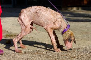 Φροντίζουν τον εξαιρετικά άρρωστο σκύλο που ζούσε εξαθλιωμένος στο στρατόπεδο στον Αυλώνα Αττικής (βίντεο)
