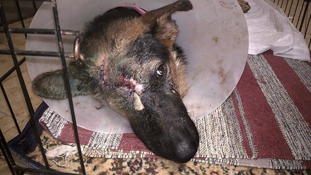 Πέθανε ο σκύλος που πυροβολήθηκε στο κεφάλι στα Διλινάτα Κεφαλλονιάς αν και πάλεψε πολύ για να ζήσει (βίντεο)