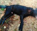 Βρήκε νεκρό, πυροβολημένο - σε περιφραγμένο χώρο - ακόμα έναν σκύλο στον Διόνυσο Αττικής