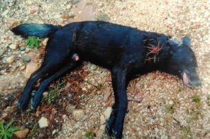 Βρήκε νεκρό, πυροβολημένο - σε περιφραγμένο χώρο - ακόμα έναν σκύλο στον Διόνυσο Αττικής