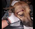 Ακόμα ένας σκύλος - ο 6ος μέσα σε δύο χρόνια - βρέθηκε πυροβολημένος στο κεφάλι στον Διόνυσο Αττικής