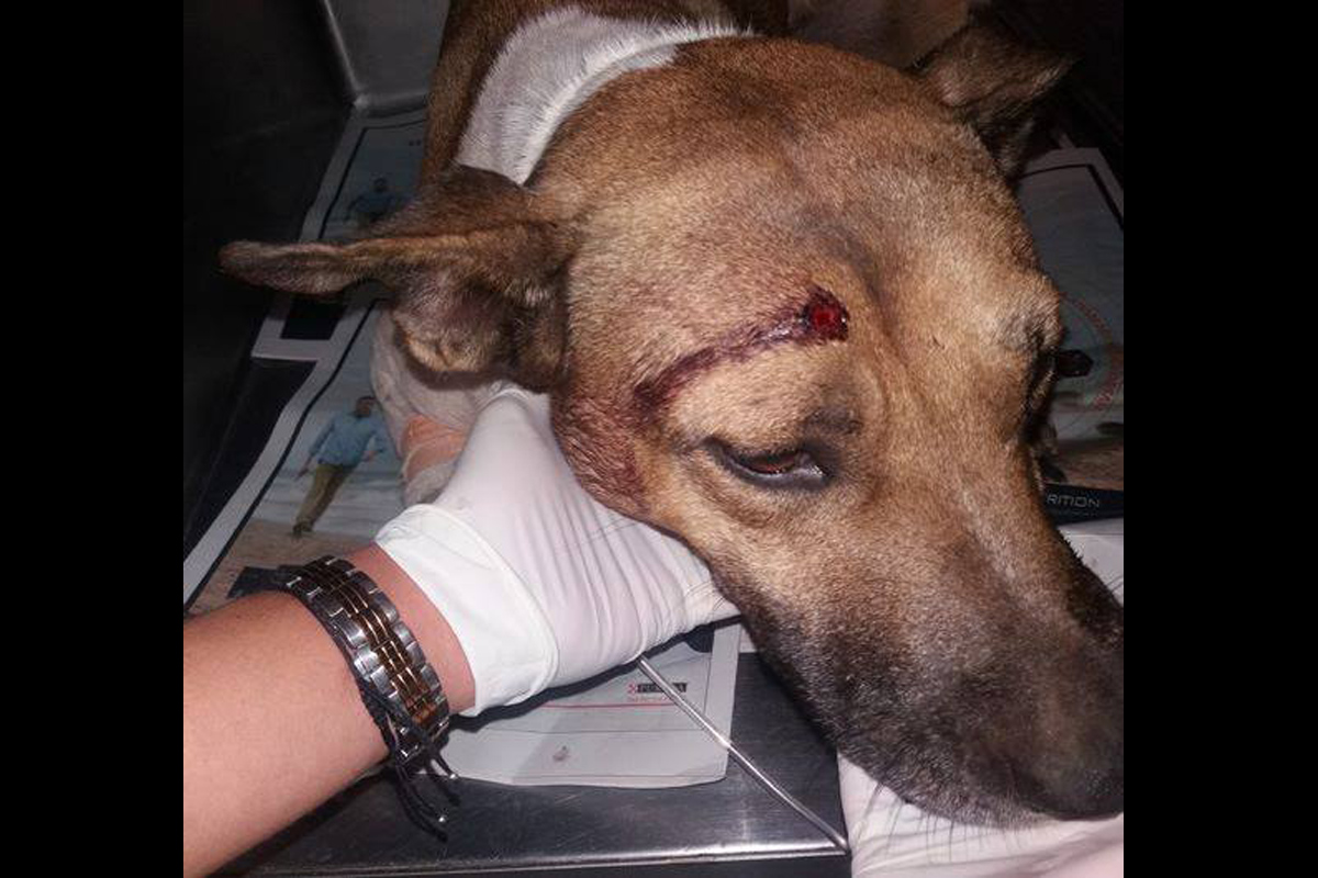 Ακόμα ένας σκύλος - ο 6ος μέσα σε δύο χρόνια - βρέθηκε πυροβολημένος στο κεφάλι στον Διόνυσο Αττικής