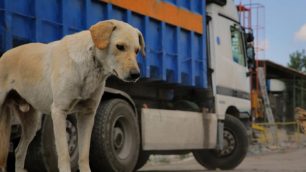 «Greek Animal Rescue» ένα ντοκιμαντέρ για τα αδέσποτα ζώα στην Ελλάδα της κρίσης (βίντεο)