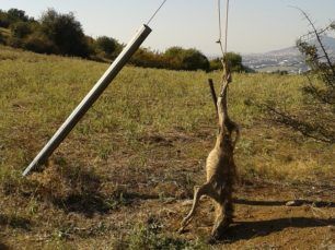 Ευκαρπία Θεσσαλονίκης: Βρήκαν τον νεκρό σκύλο που πυροβόλησε και κρέμασε βοσκός