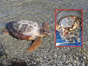 Πρέβεζα: Βρήκαν θαλάσσια χελώνα χτυπημένη στο κεφάλι με τσεκούρι στον Φάρο του Αμβρακικού (βίντεο)