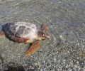 Ζάκυνθος: Θαλάσσια χελώνα Caretta – caretta νεκρή από αγκίστρι στο Τσιβιλί