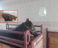 30-11-2017 η δίκη του άνδρα που ακρωτηρίασε το πόδι του αλόγου του στα Φούτια Λακωνίας (βίντεο)