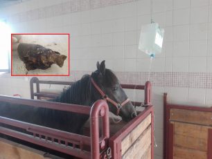8-11-2018 η δίκη του άνδρα που ακρωτηρίασε το πόδι του αλόγου του στα Φούτια Λακωνίας (βίντεο)