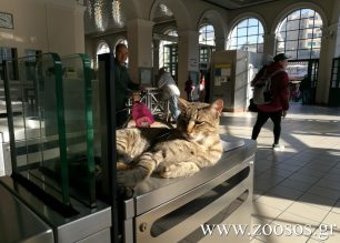 Αδέσποτη γάτα απολαμβάνει χάδια & ήλιο στον σταθμό του Η.Σ.Α.Π. στο Μοναστηράκι (βίντεο)