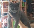 Βρήκε γκρι γάτα με ασημένιο περιλαίμιο στο Ηράκλειο Αττικής