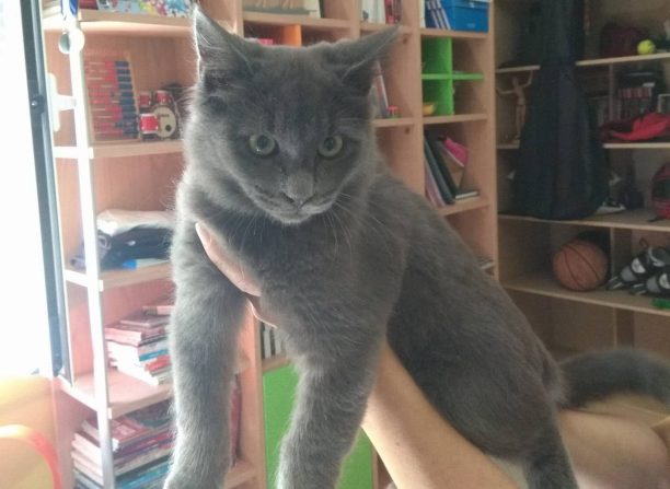 Βρήκε γκρι γάτα με ασημένιο περιλαίμιο στο Ηράκλειο Αττικής
