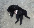 Ιλίσια Αττικής: 13 γάτες νεκρές με σπασμένο αυχένα εξαιτίας αυτού που αφήνει τον σκύλο του να τις σκοτώνει για πλάκα…