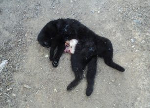 Ιλίσια Αττικής: 13 γάτες νεκρές με σπασμένο αυχένα εξαιτίας αυτού που αφήνει τον σκύλο του να τις σκοτώνει για πλάκα…