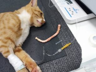 Σε κρίσιμη κατάσταση η γάτα που καρφώθηκε σε μπετόβεργα στην Καλλιτεχνούπολη Αττικής