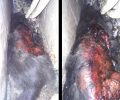 Βρήκε γάτα σοβαρά τραυματισμένη με εγκαύματα να κείτεται αιμόφυρτη στην Καλλιθέα Αττικής
