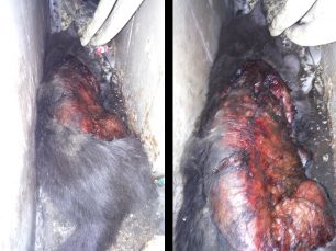 Βρήκε γάτα σοβαρά τραυματισμένη με εγκαύματα να κείτεται αιμόφυρτη στην Καλλιθέα Αττικής