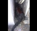 Πέθανε η γάτα που βρέθηκε καμένη στην Καλλιθέα Αττικής