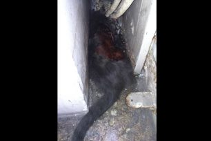 Πέθανε η γάτα που βρέθηκε καμένη στην Καλλιθέα Αττικής