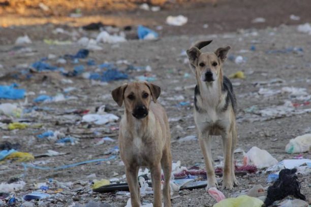 Κορινθία: Ζητούν εθελοντές για τη φροντίδα δεκάδων άρρωστων σκυλιών στη χωματερή της Καλλιθέας Λουτρακίου (βίντεο)