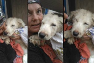 Καλυτερεύει η υγεία του σκύλου που βρέθηκε κρεμασμένος σε γέφυρα στον κάμπο Μεσσηνίας (βίντεο)