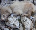 Κάμπος Μεσσηνίας: Τουρίστες βρήκαν κρεμασμένα σε γέφυρα μια κατσίκα και έναν σκύλο ζωντανό!