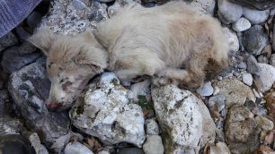 Κάμπος Μεσσηνίας: Τουρίστες βρήκαν κρεμασμένα σε γέφυρα μια κατσίκα και έναν σκύλο ζωντανό!