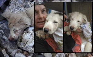 Αναρρώνει ο σκύλος που βρέθηκε ζωντανός & κρεμασμένος σε γέφυρα μαζί με μια νεκρή κατσίκα στον κάμπο Μεσσηνίας