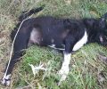 Καρίτσα Πιερίας: Γείτονας απείλησε να δηλητηριάσει τον σκύλο της & δύο μέρες μετά βρήκε το ζώο νεκρό