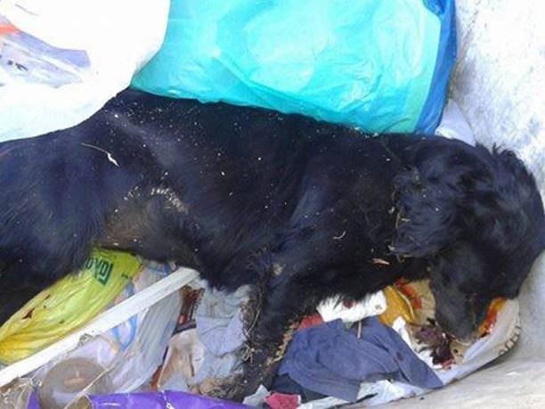 Κερατέα: Βρήκαν τον αδέσποτο σκύλο που φρόντιζαν πεταμένο στα σκουπίδια με μια θηλιά από καλώδιο στον λαιμό