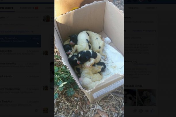 Κολχικό Θεσσαλονίκης: Μαθητές βρήκαν 9 νεογέννητα κουταβάκια μέσα σε τσουβάλι κρεμασμένα σε δέντρο