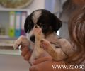 Μαθήματα αγάπης για τα ζώα στα παιδιά της Λέσβου