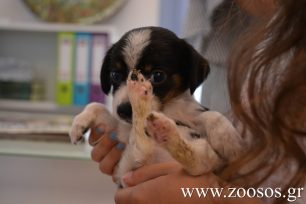 Μαθήματα αγάπης για τα ζώα στα παιδιά της Λέσβου