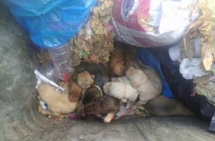 Κριτσά Λασιθίου: Βρήκε 10 ζωντανά κουτάβια πεταμένα σε κάδο σκουπιδιών