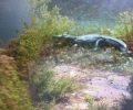 Ρέθυμνο: Εντόπισαν νεκρό τον κροκόδειλο στο Φράγμα Ποταμών