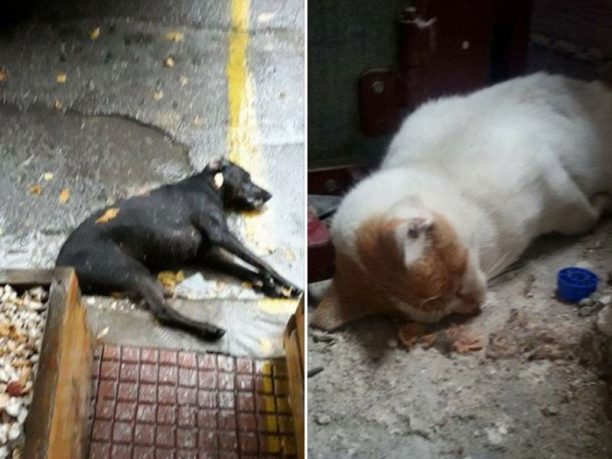 Δίνουν αμοιβή σε όποιον αποκαλύψει τον δολοφόνο των ζώων που έριξε φόλες στη Λάρισα