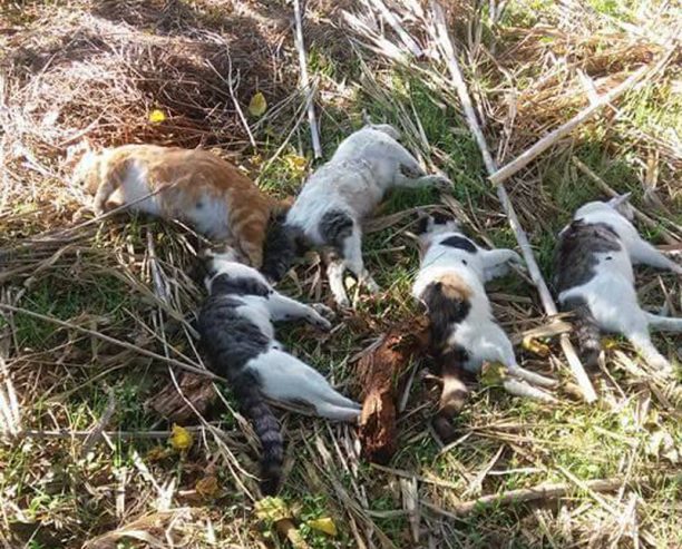 Λήμνος: Πολλές γάτες νεκρές από φόλες στο χωριό Λύχνα