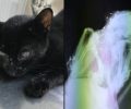 Δεκάδες σκάγια στο κορμί της γάτας που βρέθηκε πυροβολημένη στη Μαγούλα Αττικής