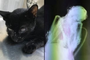 Δεκάδες σκάγια στο κορμί της γάτας που βρέθηκε πυροβολημένη στη Μαγούλα Αττικής