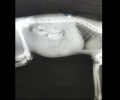 Η γάτα έμεινε παράλυτη καθώς κάποιος την πυροβόλησε με αεροβόλο στη Μάνδρα Αττικής (βίντεο)