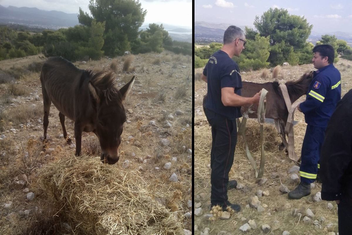 Έσωσαν το γέρικο μουλάρι που εγκαταλείφθηκε εξαθλιωμένο στον Καβελάρη Μεγάρων (βίντεο)