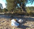 Λέσβος: Βρήκε σκύλο νεκρό κλεισμένο σε σακούλα πεταμένο σε ερημική τοποθεσία στα Αλυφαντά