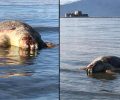 Αργολίδα: Βρήκε τη θαλάσσια χελώνα νεκρή χτυπημένη στο κεφάλι σε παραλία του Ναυπλίου