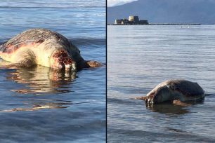 Αργολίδα: Βρήκε τη θαλάσσια χελώνα νεκρή χτυπημένη στο κεφάλι σε παραλία του Ναυπλίου