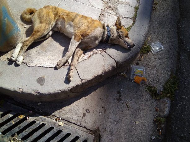 Τι κάνουμε για τροχαία και φόλες με θύματα ζώα αν η Αστυνομία αδιαφορεί