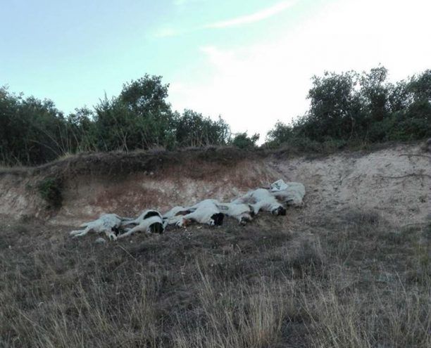 7 σκυλιά νεκρά από φόλες στον Άγιο Γεώργιο Φερών Μαγνησίας