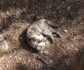 Βρίσκουν τις γάτες που φροντίζουν σκοτωμένες από σκυλιά στο πάρκο Ειρήνης στου Ζωγράφου